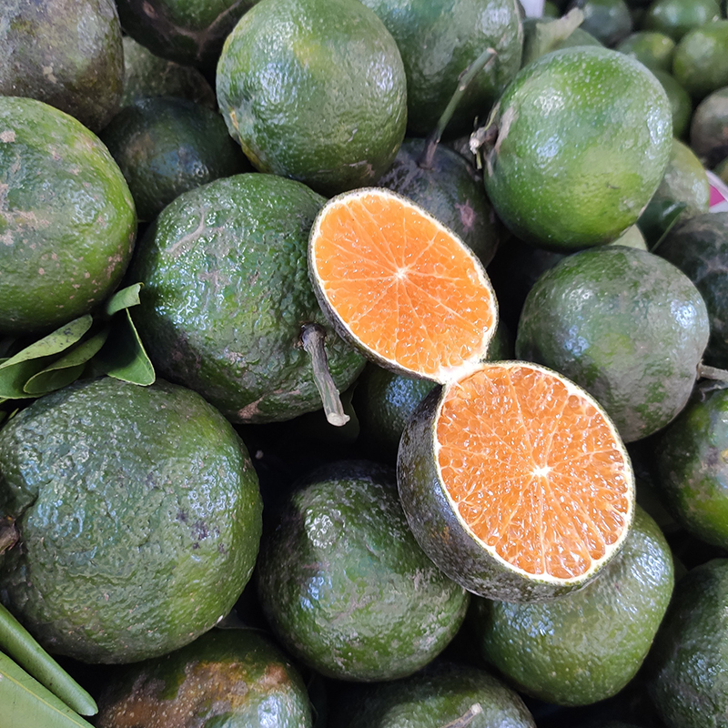 Cam sành trái lớn